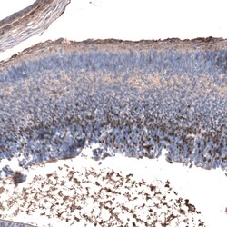 EOMES Antibody (CL15425) [Unconjugated], Novus Biologicals 25 &mu;L; Unconjugated:Antibodies,