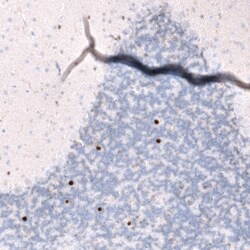 EOMES Antibody (CL15425) [Unconjugated], Novus Biologicals 25 &mu;L; Unconjugated:Antibodies,