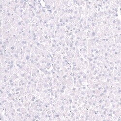 EOMES Antibody (CL15426) [Unconjugated], Novus Biologicals 100 &mu;L; Unconjugated:Antibodies,