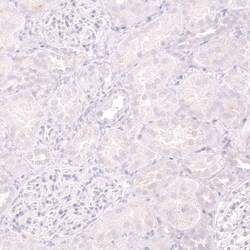 CD19 Antibody (CL15454) [Unconjugated], Novus Biologicals:Antibodies:Primary