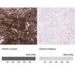 CD19 Antibody (CL15454) [Unconjugated], Novus Biologicals:Antibodies:Primary