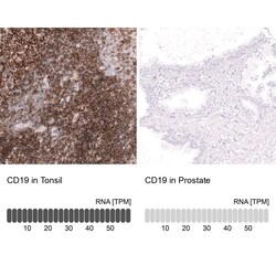 CD19 Antibody (CL15459) [Unconjugated], Novus Biologicals:Antikörper:Primärantikörper