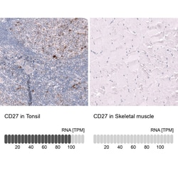 CD27/TNFRSF7 Antibody (CL15464) [Unconjugated], Novus Biologicals:Antibodies:Primary