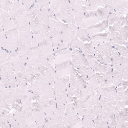 CD27/TNFRSF7 Antibody (CL15464) [Unconjugated], Novus Biologicals™