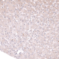 CD27/TNFRSF7 Antibody (CL15464) [Unconjugated], Novus Biologicals:Antibodies:Primary