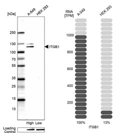 Integrin beta 1/CD29 Antibody (CL15606) [Unconjugated], Novus Biologicals