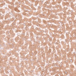 Pleiotrophin/PTN Antibody (CL15628) [Unconjugated], Novus Biologicals:Antibodies:Primary
