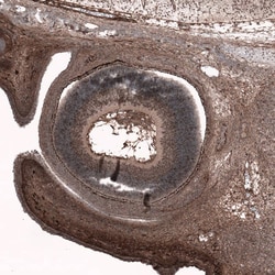 SOX11 Antibody (CL0142) - Azide and BSA Free, Novus Biologicals 100 ul;