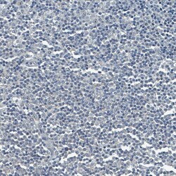 SOX11 Antibody (CL0142) - Azide and BSA Free, Novus Biologicals 100 ul;