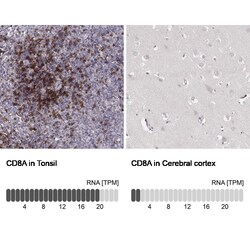 CD8 Antibody (CL1529) - Azide and BSA Free, Novus Biologicals 100 ul; Unconjugated:Antibodies,
