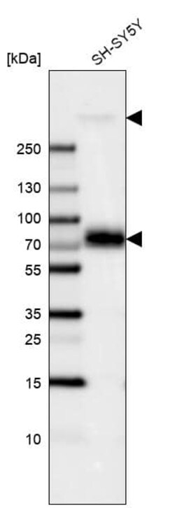 MAP2 Antibody (CL5420) - Azide and BSA Free, Novus Biologicals 100 ul;