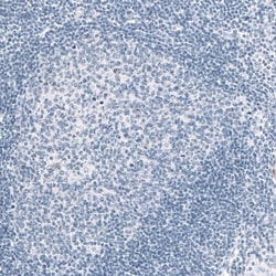 MAP2 Antibody (CL5420) - Azide and BSA Free, Novus Biologicals 100 ul;