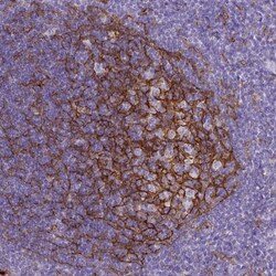 CD11b Antibody (CL1719) - Azide and BSA Free, Novus Biologicals 100 ul;