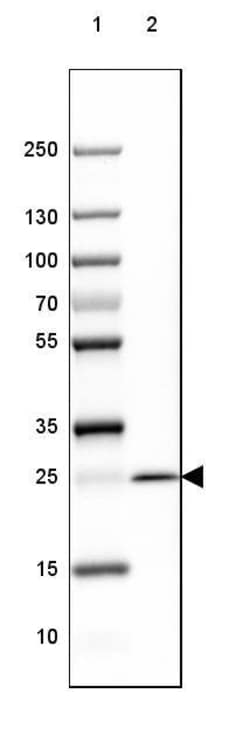 MOG Antibody (CL2852) - Azide and BSA Free, Novus Biologicals 100 ul; Unconjugated:Antibodies,