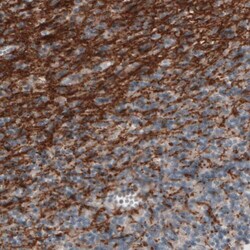 MOG Antibody (CL2852) - Azide and BSA Free, Novus Biologicals 100 ul; Unconjugated:Antibodies,