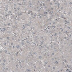 MOG Antibody (CL2852) - Azide and BSA Free, Novus Biologicals 100 ul; Unconjugated:Antibodies,