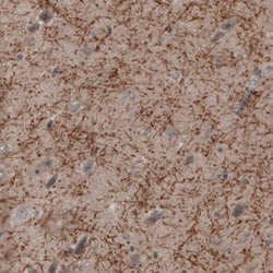 MOG Antibody (CL2852) - Azide and BSA Free, Novus Biologicals 100 ul; Unconjugated:Antibodies,