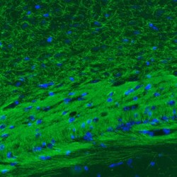 MOG Antibody (CL2852) - Azide and BSA Free, Novus Biologicals 100 ul; Unconjugated:Antibodies,
