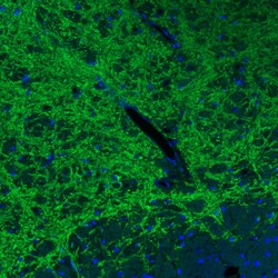 VIAAT/SLC32A1/VGAT Antibody (CL2793) - Azide and BSA Free, Novus Biologicals