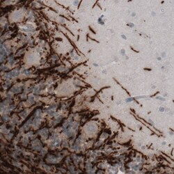 MBP Antibody (CL2819) - Azide and BSA Free, Novus Biologicals 100 ul; Unconjugated:Antibodies,