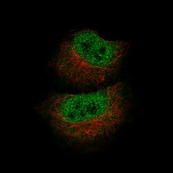 MBP Antibody (CL2819) - Azide and BSA Free, Novus Biologicals 100 ul; Unconjugated:Antibodies,