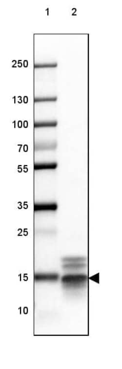 MBP Antibody (CL2819) - Azide and BSA Free, Novus Biologicals 100 ul; Unconjugated:Antibodies,