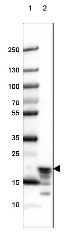 MBP Antibody (CL2819) - Azide and BSA Free, Novus Biologicals 100 ul; Unconjugated:Antibodies,