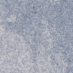 MBP Antibody (CL2819) - Azide and BSA Free, Novus Biologicals 100 ul; Unconjugated:Antibodies,