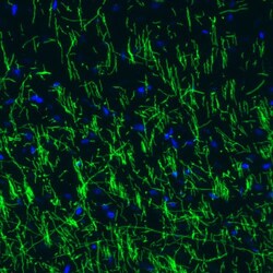 MBP Antibody (CL2819) - Azide and BSA Free, Novus Biologicals 100 ul; Unconjugated:Antibodies,