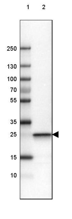 UCH-L1/PGP9.5 Antibody (CL3210) - Azide and BSA Free, Novus Biologicals