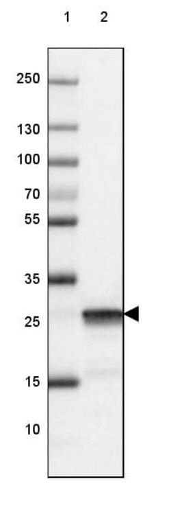 UCH-L1/PGP9.5 Antibody (CL3210) - Azide and BSA Free, Novus Biologicals