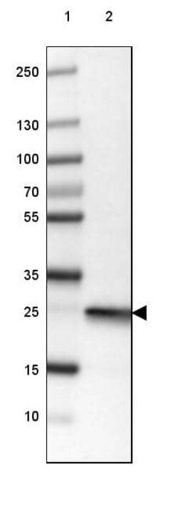 UCH-L1/PGP9.5 Antibody (CL3210) - Azide and BSA Free, Novus Biologicals