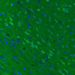 UCH-L1/PGP9.5 Antibody (CL3210) - Azide and BSA Free, Novus Biologicals