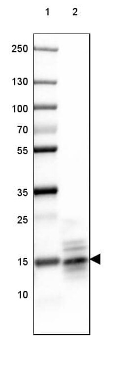 MBP Antibody (CL2827) - Azide and BSA Free, Novus Biologicals 100 ul; Unconjugated:Antikörper