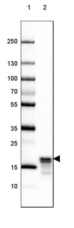 MBP Antibody (CL2827) - Azide and BSA Free, Novus Biologicals 100 ul; Unconjugated:Antikörper