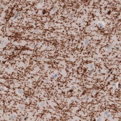 MBP Antibody (CL2827) - Azide and BSA Free, Novus Biologicals 100 ul; Unconjugated:Antikörper