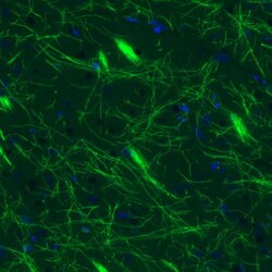 MBP Antibody (CL2827) - Azide and BSA Free, Novus Biologicals 100 ul; Unconjugated:Antikörper