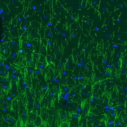MBP Antibody (CL2827) - Azide and BSA Free, Novus Biologicals 100 ul; Unconjugated:Antikörper
