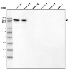 Laminin alpha 2 Antibody (CL3450) - Azide and BSA Free, Novus Biologicals