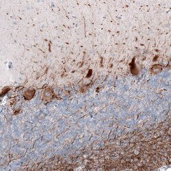 NF-H Antibody (CL2671) - Azide and BSA Free, Novus Biologicals 100 ul;