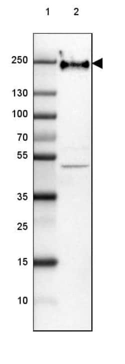 NF-H Antibody (CL2671) - Azide and BSA Free, Novus Biologicals 100 ul;