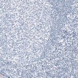 NF-H Antibody (CL2671) - Azide and BSA Free, Novus Biologicals 100 ul;