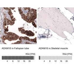 ADAM10 Antibody (CL13809) - Azide and BSA Free, Novus Biologicals 100 ul;