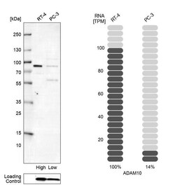ADAM10 Antibody (CL13809) - Azide and BSA Free, Novus Biologicals 100 ul;