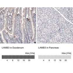Laminin beta 3 Antibody (CL3363) - Azide and BSA Free, Novus Biologicals