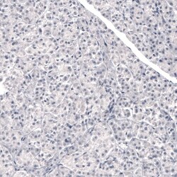 Laminin beta 3 Antibody (CL3363) - Azide and BSA Free, Novus Biologicals