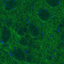 SLC6A3/DAT1 Antibody (CL3123) - Azide and BSA Free, Novus Biologicals 100
