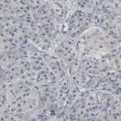Glutamine Synthetase Antibody (CL2999) - Azide and BSA Free, R D Systems 100 &mu;L | Buy Online | Novus Biologicals | Fisher Scientific