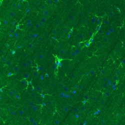 Glutamine Synthetase Antibody (CL2999) - Azide and BSA Free, R D Systems 100 &mu;L | Buy Online | Novus Biologicals | Fisher Scientific