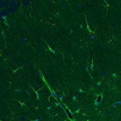 Glutamine Synthetase Antibody (CL2999) - Azide and BSA Free, R D Systems 100 &mu;L | Buy Online | Novus Biologicals | Fisher Scientific